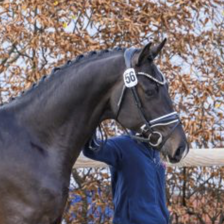 Dafoe de Fontaine Image